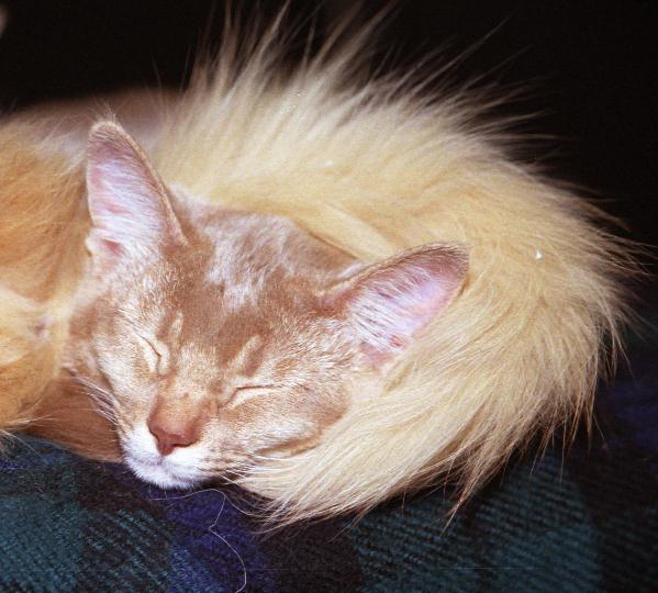 Mila and her fur collar (100% Rromynet's tail)