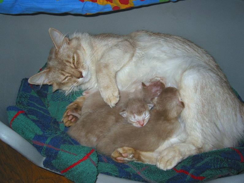 Bouboule and her 3 sons