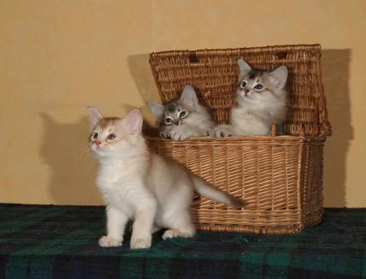 Amos et ses deux soeurs dans le panier