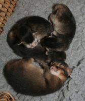 Doudou et les 3 chatons black silver
