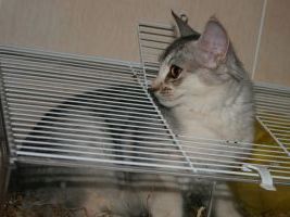 Duibi visite la cage des souris