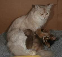 Pompon avec ses deux chatons et Elfie