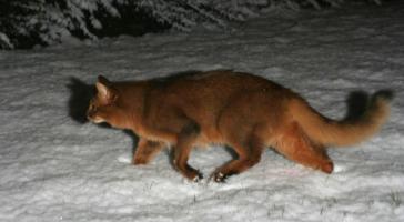 Brownie joue au renard dans la neige