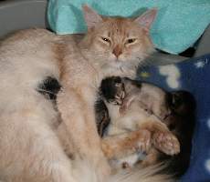 Edelweiss et ses 3 bébés