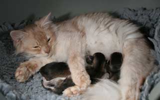 Edelweiss and her 3 babies