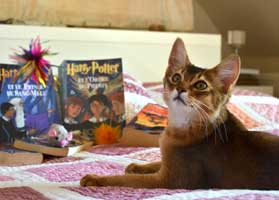 Haribo ter discovers Harry Potter