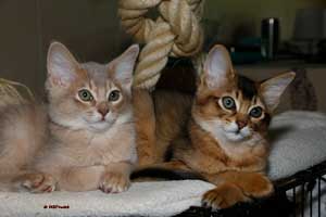 lilac and ruddy somali brothers, 11 weeks old