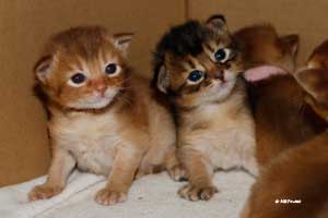 cinnamon and ruddy kittens 2.5 weeks old