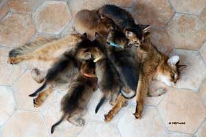 Jemima and 6 kittens