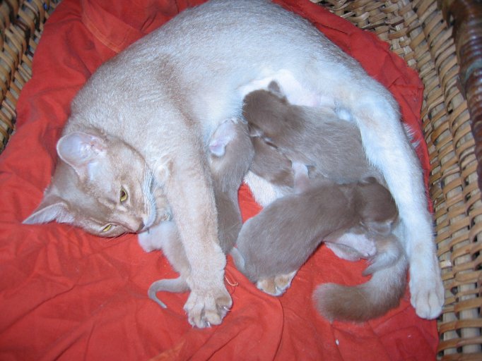 Mila and her 4 kittens