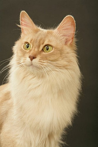 Samiole at the Tain l'Hermitage cat show