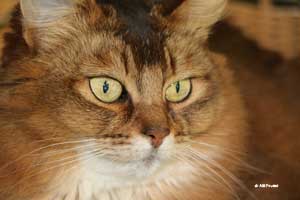 Jemima
