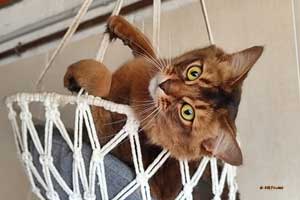 Monthly screen background