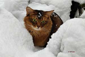 Monthly screen background