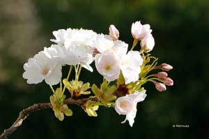 Cherry blossom