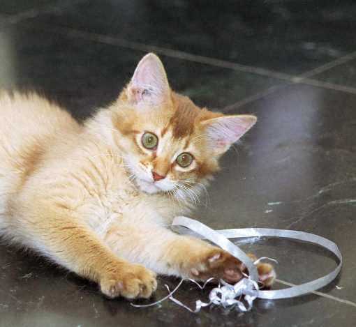 Rromynet, 3 months old: what I prefer in presents is the string !