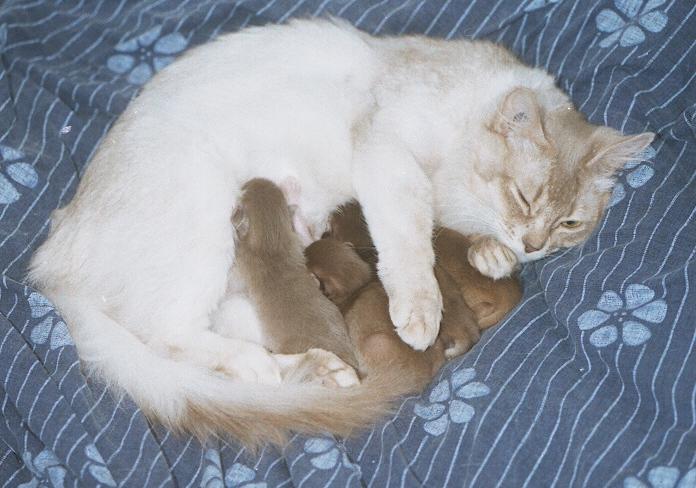 Bouboule and her 4 kittens