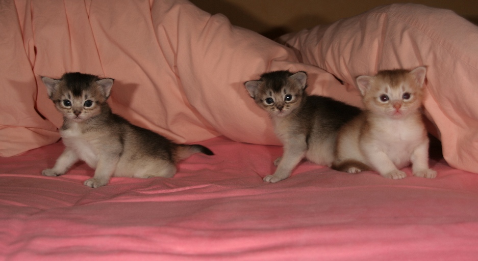 The 3 kittens explore the bed
