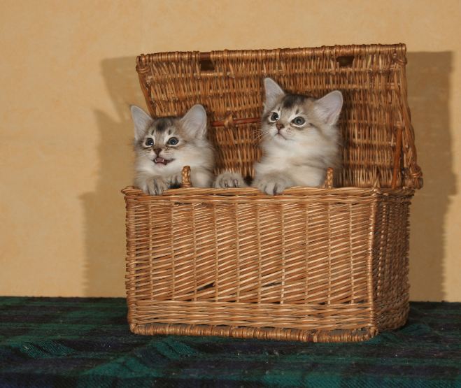 Arcia and Aubépine in the wicker basket
