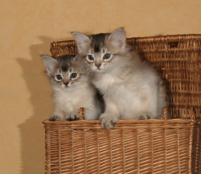 Arcia and Aubépine get out of the wicker basket