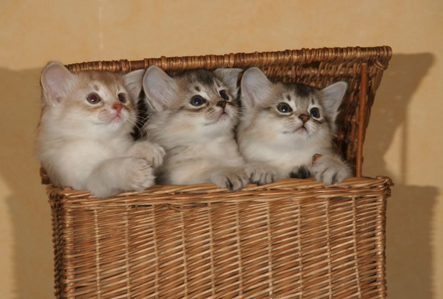 3 cute little heads out of the basket