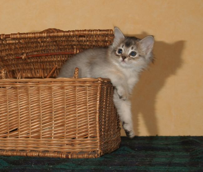 Aubépine gets out of her hiding basket