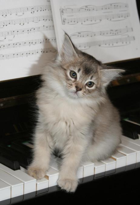 un chat au piano