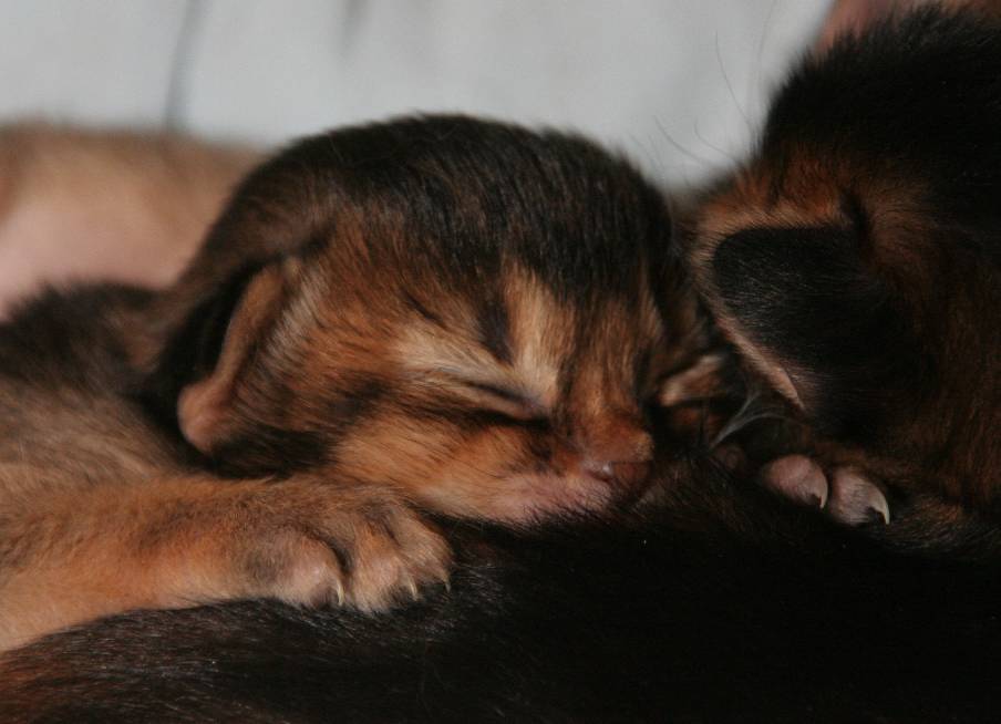 Bambi, 11 days old, falls asleep on top of his brother