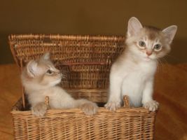 Choupette and Charlie, 1.5 months old
