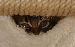 Doudou hides in the hammock