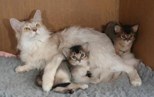 Pompon and Alaska's kittens
