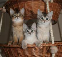 Gianduja, Gypsie and Gaufrette, 2 months old