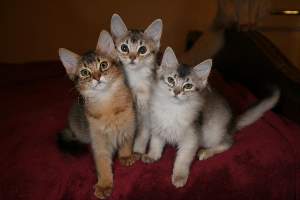 Les trois chatons