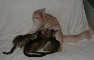 Edelweiss and her 3 kittens, 10 weeks old