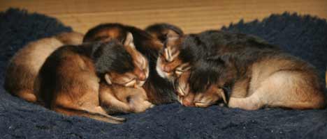 Bunch of 6 ruddy somali kittens