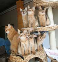 6 ruddy kittens with mom at 3 months old