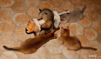 4 chatons somalis, 11 semaines