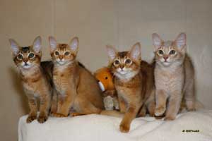 4 chatons somalis, 3 mois