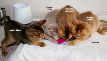 4 somali kittens, 3.5 months old