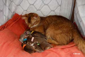 Noisette and her 9 new-born kitties
