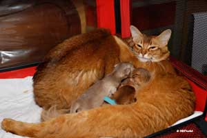 Jemima pays a visit to her daughter and kittens