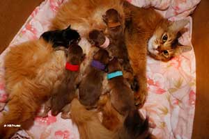 Jemima's litter in 2019