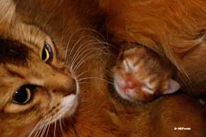 Jemima and 5 days old cinnamon kitten