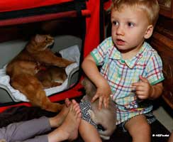 Elliot avec chaton lilas de 3 semaines