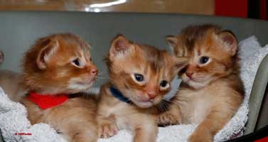 3 chatons de 3 semaines