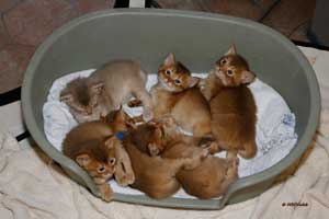 somali kittens 4 weeks old