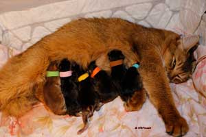 Jemima et ses 6 chatons