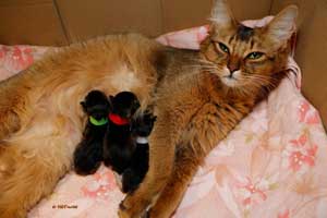 R'Mainie et ses trois chatons