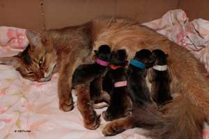 6 kitties