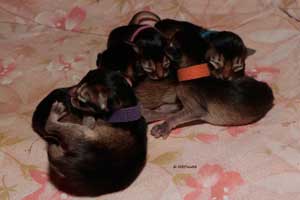 5 one-day kittens